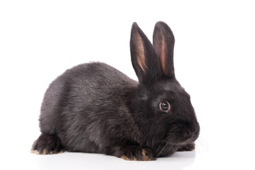 Black rabbit on a white background.