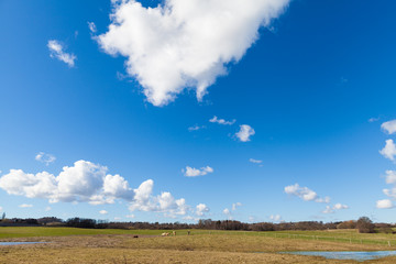 Horses on Green Grassy Field under Bright Blue Sky