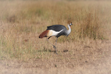 birds in the Masai Mara