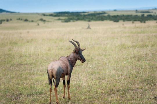topi antelope