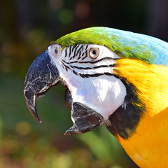 Beautiful Macaw Face