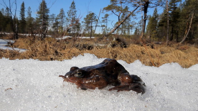 Spring. The revival of frogs.