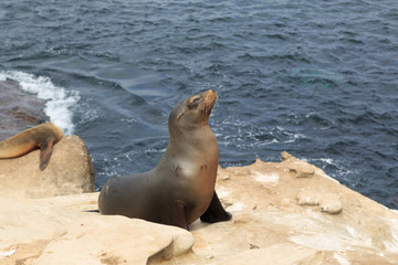 Sea lions at La jolla Cove