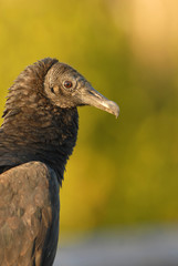 Black Vulture