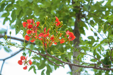 Royal Poinciana