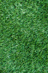 Grass texture