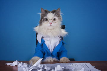 cat manager in a suit sitting in the office