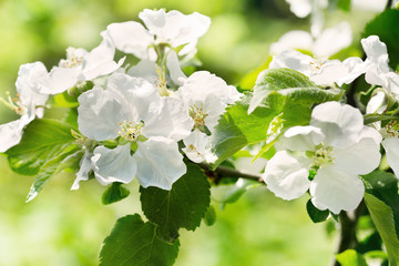apple blossoms branch