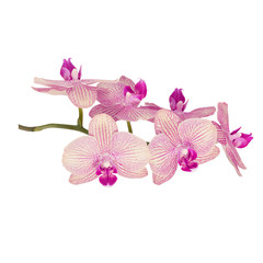 Branch of orchid flowers isolated on white © lena_serditova