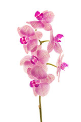 Fototapeta na wymiar Branch of orchid flowers isolated on white