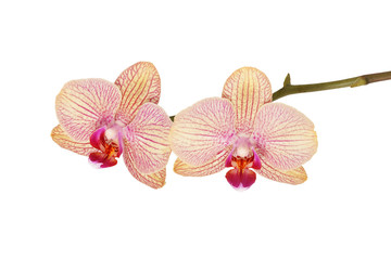 Fototapeta na wymiar orchid flowers isolated on white
