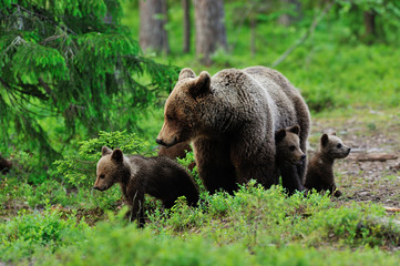 Naklejka na ściany i meble Brown bear with cubs in the forest