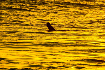 Silhouette Surfer at Sunset