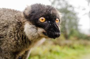 Common brown lemur in Andasibe Park Madagascar