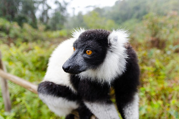 Black and White Ruffed Lemur in Andasibe Park Madagascar