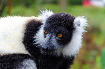 Black and White Ruffed Lemur in Andasibe Park Madagascar