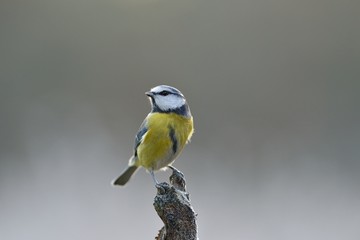 Blue Tit perched on a branch, Cyanistes caeruleus