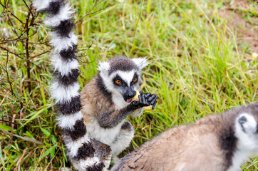 Naklejka na ściany i meble Ring tailed lemur in Andasibe Park Madagascar