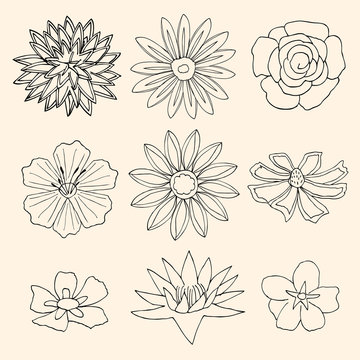 Set of Flower isolated. Vector illustration