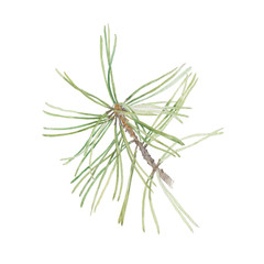 Watercolor illustration with pine branch isolated on white back