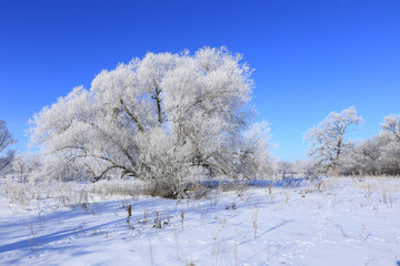 winter landscape