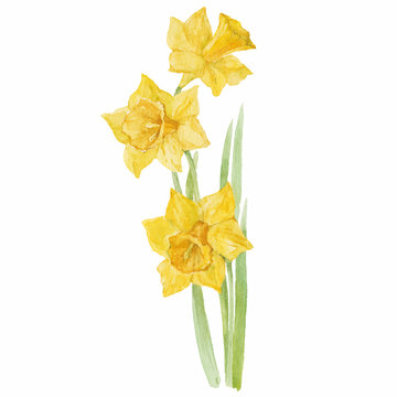 Spring flowers narcissus isolated on white background. Vector, w