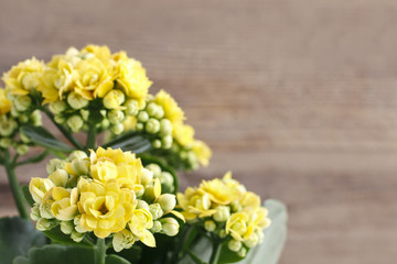 Kalanchoe blossfeldiana, commonly cultivated house plant