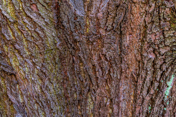 Rinde eines alten Baumes