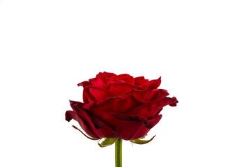 Rote Rose. Zeichen der Liebe