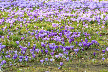 Carpet of purple Crocus flowers in park