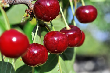 close-up of ripe  cherry on a tree