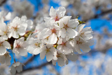 Obraz premium さくら