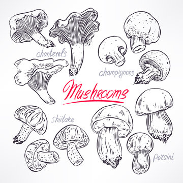 set with sketch mushrooms