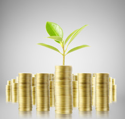 Tree growing from money