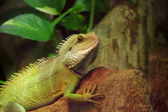 Agama błotna  (Physignathus cocincinus)