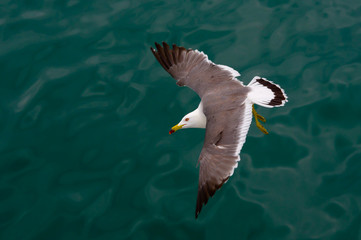 seagull