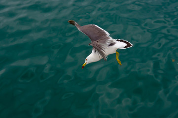 seagull