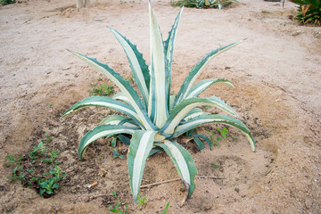 cactus plant
