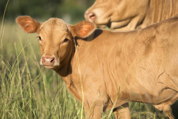 Group of cows including a baby cow in the outback.