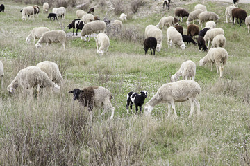 Obraz premium Flock of sheep in nature