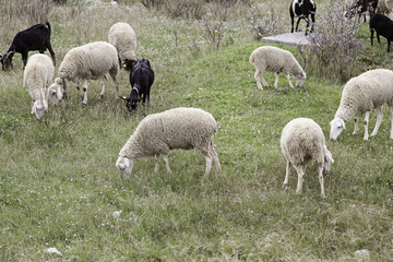 Obraz na płótnie Canvas Flock of sheep in nature