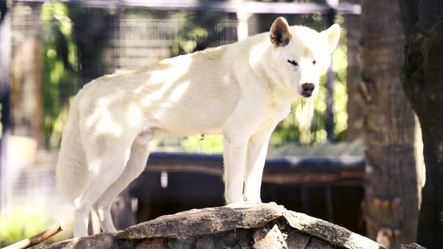 Dingo at the zoo in the afternoon. Queensland.