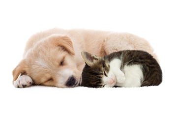 Puppy and kitten sleeping