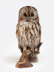 Fototapeta premium the owl