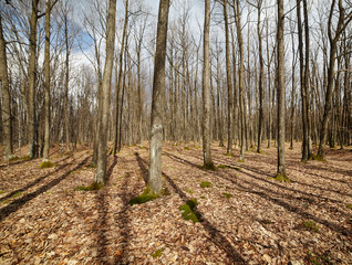 Forest landscape