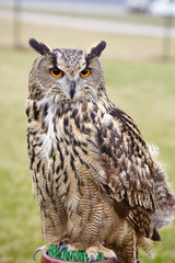 Eagle Owl/An eagle owl