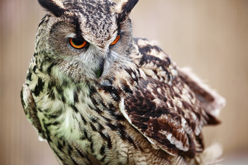 Eagle Owl/An eagle owl