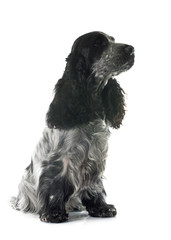 cocker spaniel