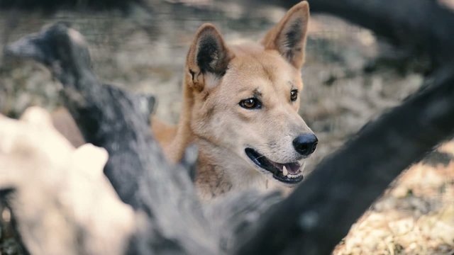 Dingo at the zoo in the afternoon. Queensland.