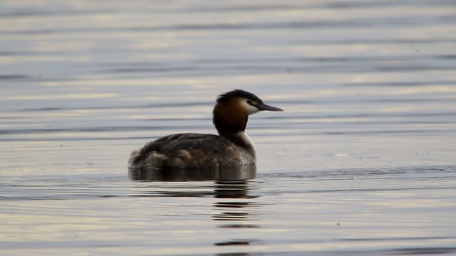 great crested grebe